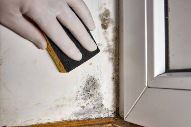 Trusted Lexington Hills, CA Mold Removal Experts